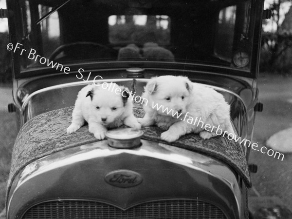 2 PUPS ON CAR BONNET